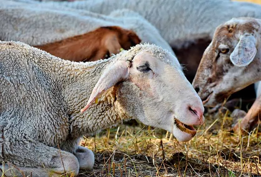 Blue Tongue: emesse 7 ordinanze per contenere l’epidemia nel territorio comunale